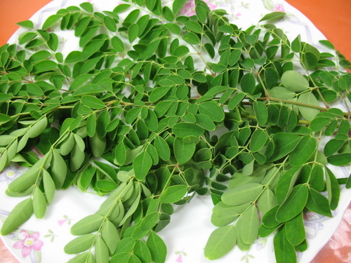 Drumstick Leaves