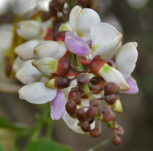 Millettia Pinnata