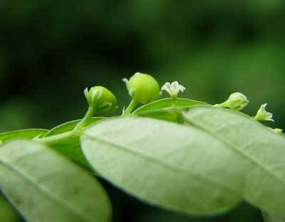 Phyllanthus Niruri
