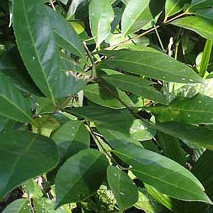 Salacia Reticulata