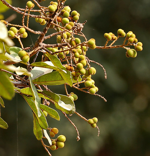Sapindus Emarginatus