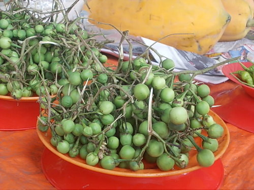 Solanum Torum