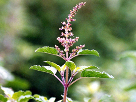 Holy basil
