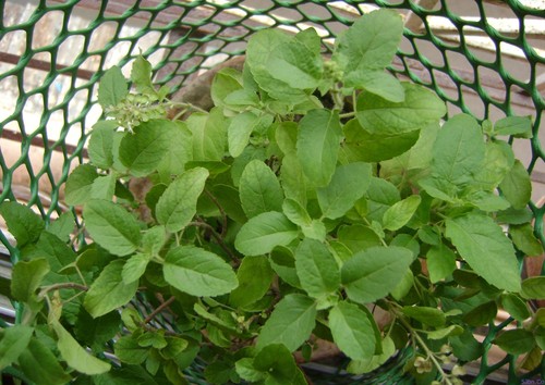 Tulsi