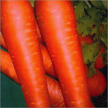 Fresh Carrot