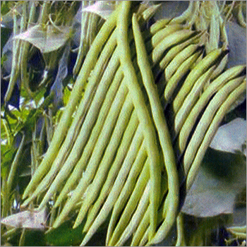Pole Beans