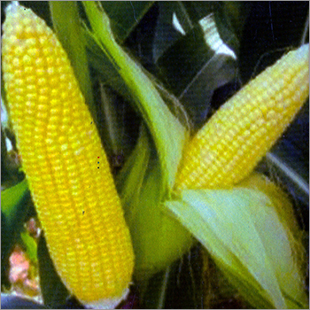 Sweet Corn