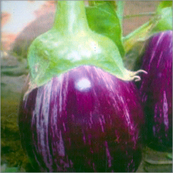 Brinjal