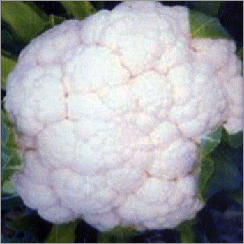 Cauliflower