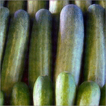 Cucumber