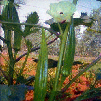 Lady Finger - Hybrid Vigorous Green 10-12cm Pods, 5 Ridges | High Yielding, Disease Resistant, Less Mucilaginous, Good Shelf Life