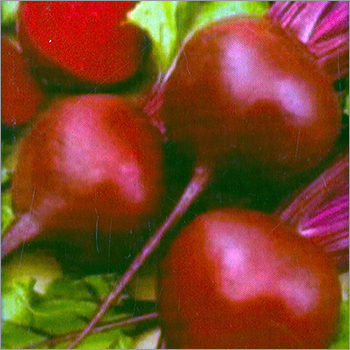 Beet Root