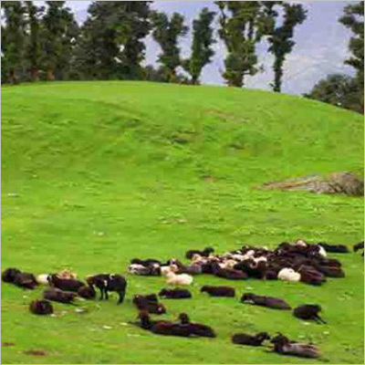 Uttarakhand Wild life Tour Package