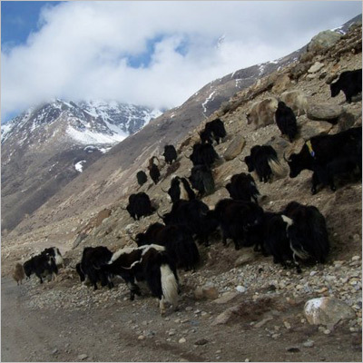 Uttarakhand Wildlife Safari