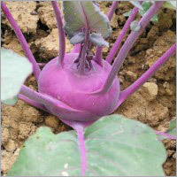 Kohlrabi Vegetables