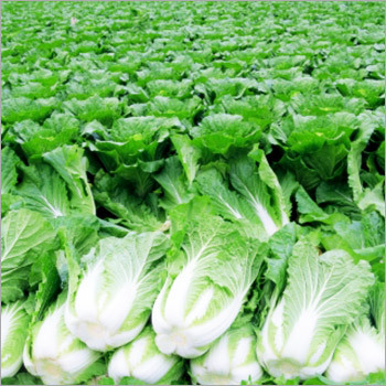 Green Cauliflower