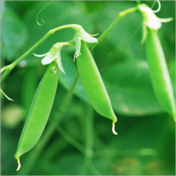 Green Fresh Peas