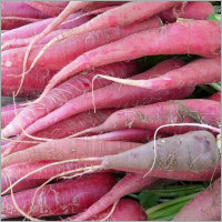Red Radish
