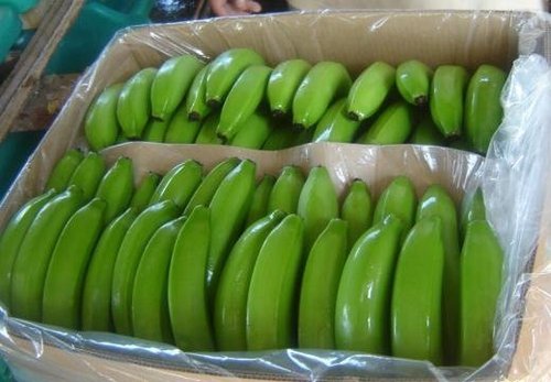 Organic Farm Vegetables