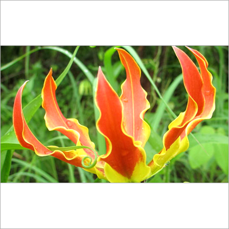 Gloriosa Superba
