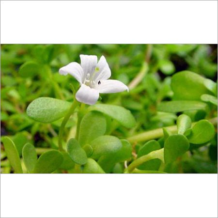 Bacopa Extract