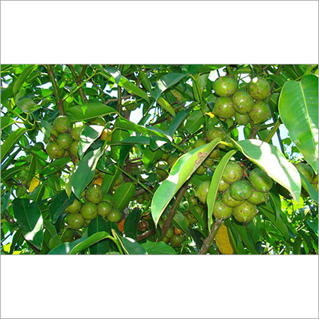 Garcinia Extract