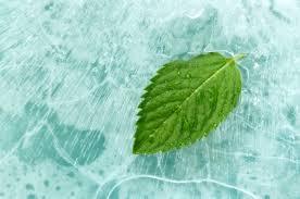 Menthol Bold Crystal Terpin less / Bold Menthol Bold Crystal Terpin less / Bold