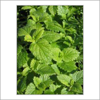 Herbal & Botanical Products