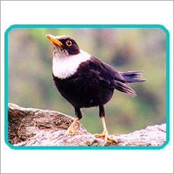 Uttarakhand Bird Watching Tours