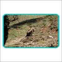 Bird Watching Tours
