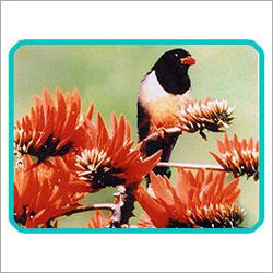 Bird Watching Tour Packages