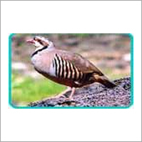 Bird Watching Tour Services