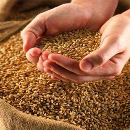 Organic Whole Wheat
