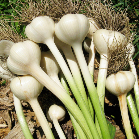 Fresh White Garlic