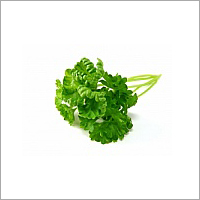 Fresh Green Coarinder