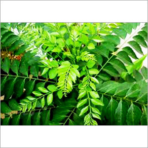 Curry Leaves