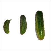 Fresh Cucumber