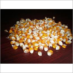 Maize Grains