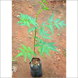 Qualitative Neem Seed