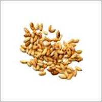 Neem Seed