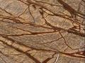 Rainforest Brown Marble - Various Sizes, 2 Cm & 3 Cm Thickness | Polished, Honed, Scratch Resistant, Ideal For Countertops And Flooring