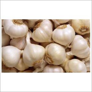 Indian Garlic