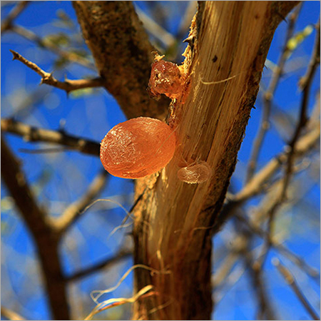 Natural Gum Arabic