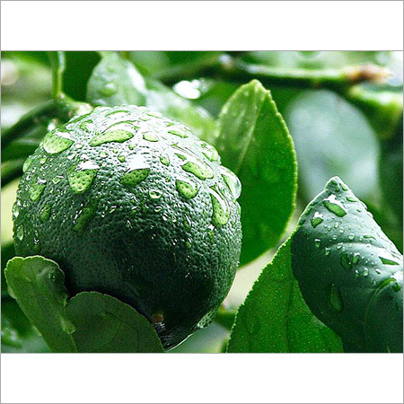 Green Meyer Lemon
