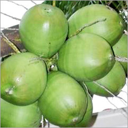 Fresh Green Coconut