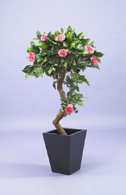 Large Cerise Camellia