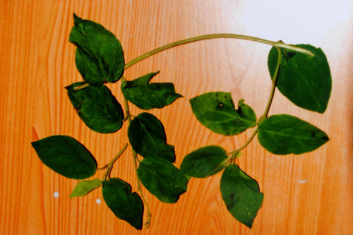 Gymnema Sylvestre