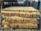 Industrial Timber Logs