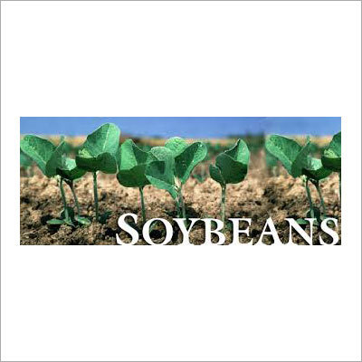 Soybean Meal