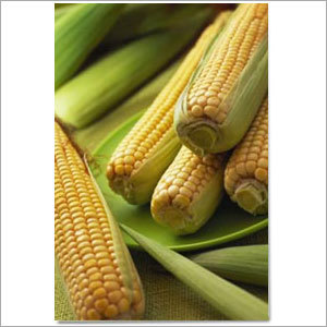Yellow Maize